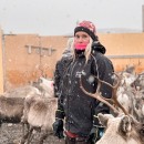 Ung jente inn i reingjerde med reinsdyr rundt seg.